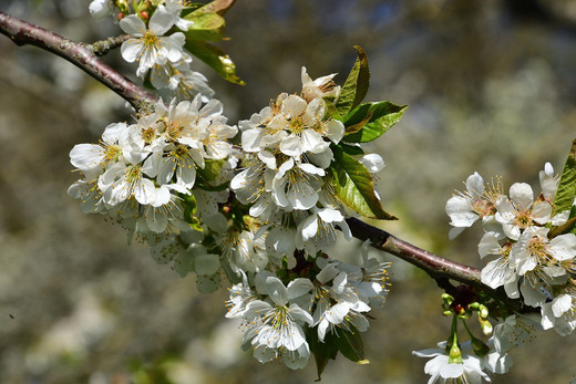 Blühender Obstzweig