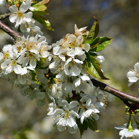 Nicht nur zur Blüte sind Streuobstwiesen eine Augenweide. Foto: Erich Tomschi Blühender Obstzweig