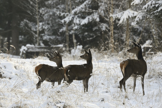 Kahlwild im Schnee