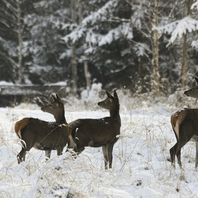 Hirschkühe im Winter. Was die drei Damen wohl beunruhigt? Foto: Erich Tomschi Kahlwild im Schnee