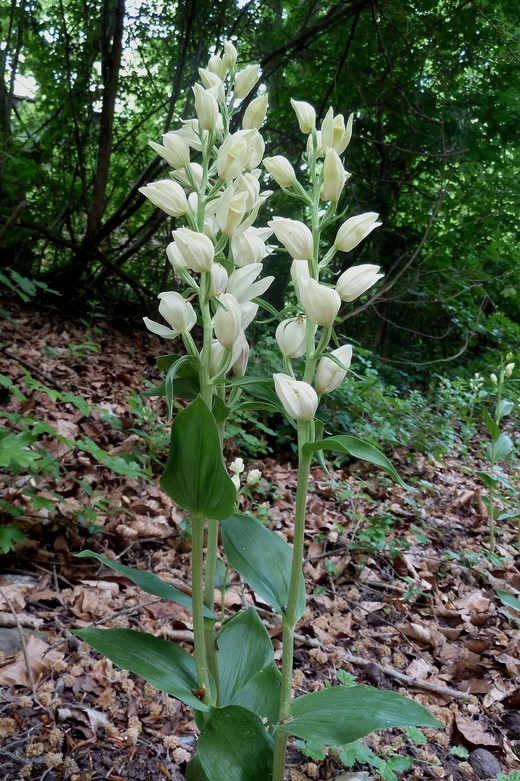 Weißes Waldvöglein in Blüte