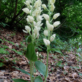 Das Weiße Waldvöglein ist eine Orchidee, die auch im Schönbuch entdeckt werden kann. Foto: Ewald Müller Weißes Waldvöglein in Blüte