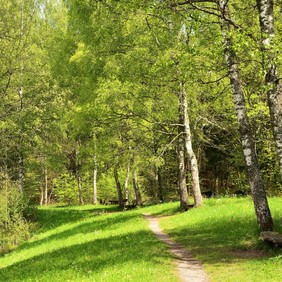 Wald am Kohlweiher © Erich Tomschi Wald am Kohlweiher © Erich Tomschi