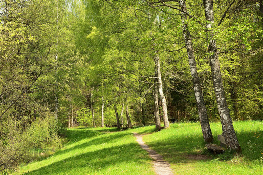 Wald am Kohlweiher © Erich Tomschi