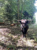 Beweidung bietet auch auf Waldweiden großes Potential für den Artenschutz. drei Hochlandrinder stehen in lichtem Wald