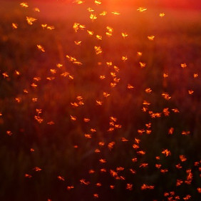 Der Tanz der Mücken in der sinkenden Sonne lockt die dämmerungs- und nachtaktiven Jäger an. Foto: Hans, pixabay Ein Schwarm Mücken tanzt im Schein der untergehenden Sonne