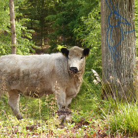 Lucy kennt die Waldweide schon seit 2020. Diese Jahr hat sie Unterstützung von einem jungen Stier und einer zweiten Kuh mit Kalb. Eine weiße Galloway-Kuh steht zwischen Bäumen
