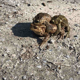 Weibliche Erdkröte mit zwei Männchen auf dem Rücken, auf einem Kiesweg unterwegs zum Laichgewässer