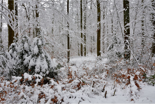 verschneiter Wald