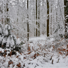 verschneiter Wald. Foto: Erich Tomschi verschneiter Wald