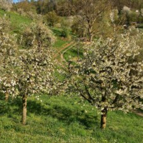 Ein Weg schlängelt sich zwischen blühenden Obstbäumendurch Streuobstwiesen 