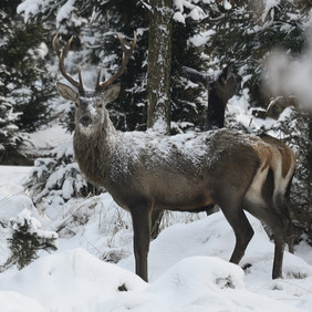 Foto eines Hirsches und einer Hirschkuh im verschneiten Wald. Der Hirsch schaut direkt in die Kamera, die Hirschkuh schaut in Richtung des Waldes dahinter.
