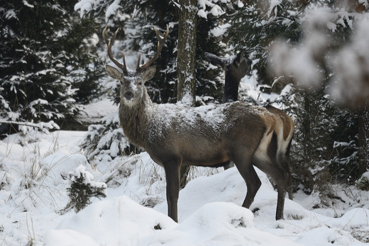 Foto eines Hirsches und einer Hirschkuh im verschneiten Wald. Der Hirsch schaut direkt in die Kamera, die Hirschkuh schaut in Richtung des Waldes dahinter.