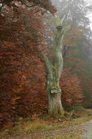 Naturschutzgebiet Eisenbachhain, Erich Tomschi