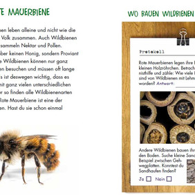 Beispielseite der Insektenfibel: Rostrote Mauerbiene