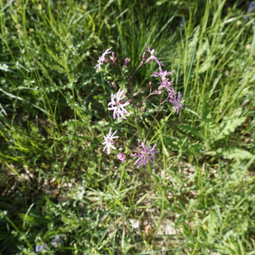 Die Kuckucks-Lichtnelke (Lychnis flos-cuculi), schätzt einen feuchten bis wechselfeuchten Standort. Kuckucks-Lichtnelke, Lychnis flos-cuculi