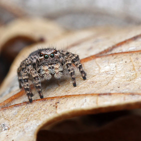 Blick ins Gesicht einer Springspinne, die auf einem welken Blatt sitzt