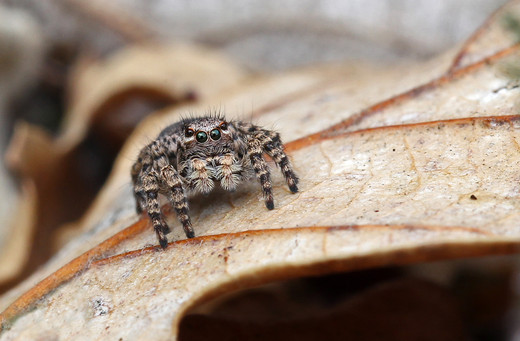 Blick ins Gesicht einer Springspinne, die auf einem welken Blatt sitzt