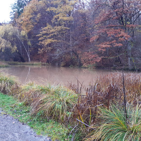 Der Weiher an der Teufelsbrücke ist Naturdenkmal, gesetzlich geschütztes Biotop und idealer Lebensraum für Amphibien, aber auch Eisvogel, Ringelnatter und verschiedene Enten fühlen sich dort besonders wohl. Foto: ForstBW