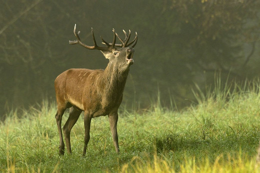 ein röhrender Rothirsch steht auf der Wiese