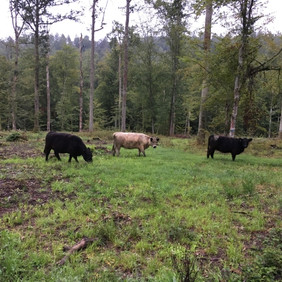 Galloways auf der Herrenberger Waldweide. Foto: Winfried Seitz