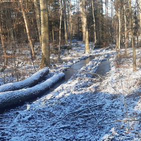 Fahrspuren im Wald sind heute wichtige Laichgewässer für Gelbbauchunken. Foto: ForstBW