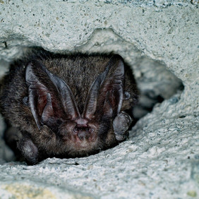 Die Mopsfledermaus verbringt ihren Winterschlaf in Höhlen, Kellern und alten Bunkeranlagen. Foto: Markus Melber