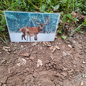 Während der Exkursion gefundenes Trittsiegel von Rotwild (Foto: Juliane Goerke, Naturpark Schönbuch).