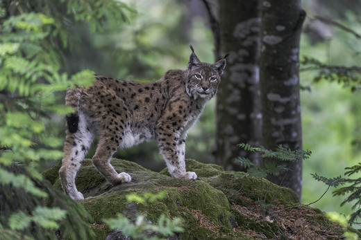 Ein Luchs steht auf einem, mit Moos bewachsenen, Felsen und blickt direkt in die Kamera. Dahinter sind zwei Buchen in einer Waldlandschaft. Am linken Rand des Bildes im Vordergrund ragt ein verschwommener Ast eines Laubbaums ins Bild.