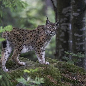 Luchs im Wald (Bild: Werner Schaal) Ein Luchs steht auf einem, mit Moos bewachsenen, Felsen und blickt direkt in die Kamera. Dahinter sind zwei Buchen in einer Waldlandschaft. Am linken Rand des Bildes im Vordergrund ragt ein verschwommener Ast eines Laubbaums ins Bild.