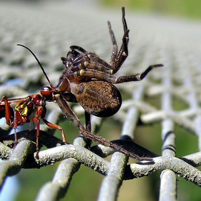 Wegwespe mit betäubter Spinne. Foto: Tony Wills, CC BY-SA 3.0 Eine Wespe trägt eine betäubte Spinne über ein Gitter