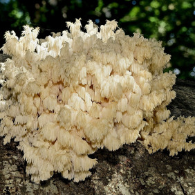 Ästige Stachelbart (Hericium coralloides); Foto: Ewald Müller