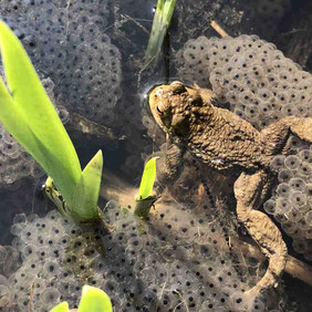 Erdkröte im Wasser auf Laichballen von Grasfröschen