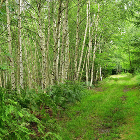 Der Traufweg an der Fohlenweide. Foto: Erich Tomschi Birken neben einem Spazierweg