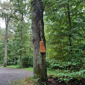 In der Mitte des Bildes ist ein alter Baum zu sehen, an dem ein orangener Baumpilz wächst, Dahinter sieht man eine geschotterte Fläche vor dem Wald.