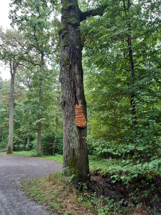 In der Mitte des Bildes ist ein alter Baum zu sehen, an dem ein orangener Baumpilz wächst, Dahinter sieht man eine geschotterte Fläche vor dem Wald.