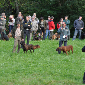 Vorführung der Jagdhunde
