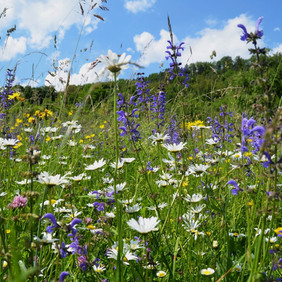 So soll es einmal aussehen! Foto: Prof. Ewald Müller