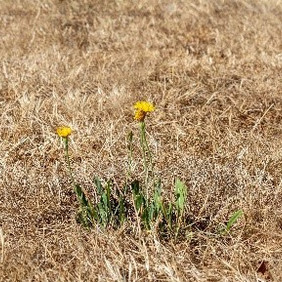 Krautige Pflanzen kommen mit Trockenheit oft besser zurecht als kurzer Rasen. Foto: pixabay grüner Löwenzahn in mitten vertrockneten Rasens