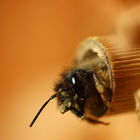 Rund 70% aller heimischen Wildbienenarten nisten im Boden, doch einige Arten wie verschiedene Mauerbienen nehmen Nisthilfen gerne an.