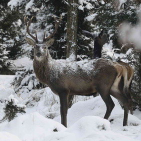 Hirsch im Schnee © Erich Tomschi