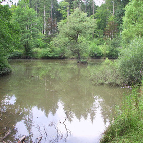 So sah der Erlenweiher vorher aus