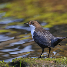 Viele kleine und große Besonderheiten warten auf ihre Entdeckung. Hier posiert eine Wasseramsel für den Fotografen. Foto: Erich Tomschi Eine Wasseramsel steht auf einem Stein am Wasser