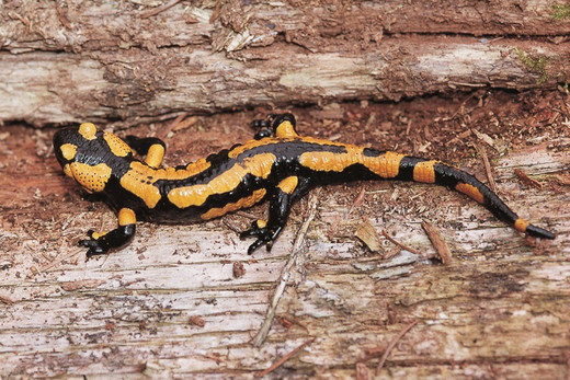 Feuersalamander