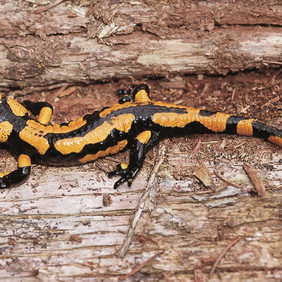 Feuersalamander (Salamandra salamandra). Foto: Waitzmann Feuersalamander