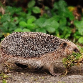 Igel. Foto: Pixabay, Alexas_Fotos