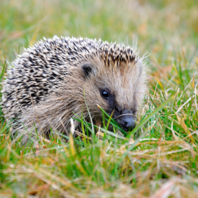 Igel erreichen im Siedlungsraum häufig höhere Dichten als in der Agrarlandschaft. Foto: Erich Tomschi Igel im Gras