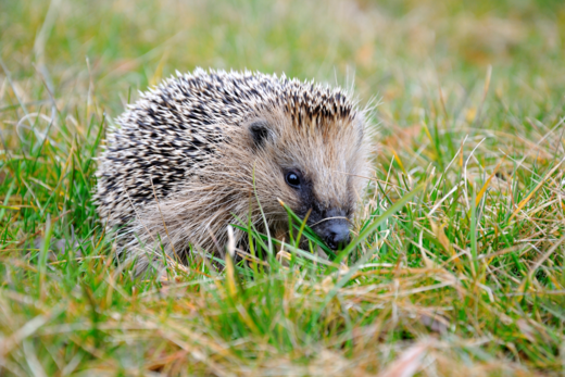 Igel im Gras