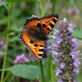 Der Kleine Fuchs (Aglais urticae) braucht für seine Raupen Brennnesseln. Foto: Willibald Lang Kleiner Fuchs