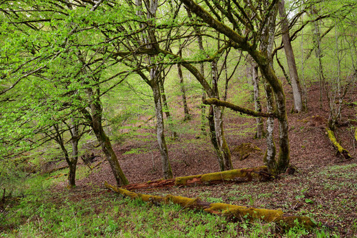 Bannwald
